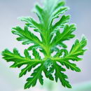 شمعدانی عطری